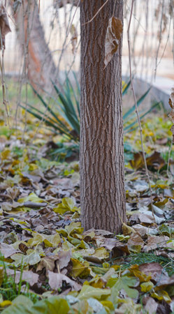 White crystals sparkled on the yellow leaves that had fallen to the ground.の写真素材