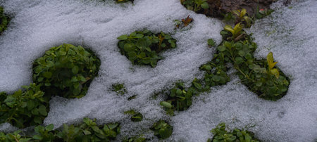 Spring comes, the snow melts, and lush green grass appears from under the snow.の写真素材