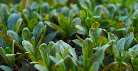 Newly emerged, densely packed small plant leavesの写真素材