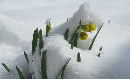 Now the blooming tulip buds are covered with snowの写真素材