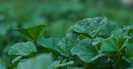 Newly emerged, densely packed plant with large leavesの写真素材