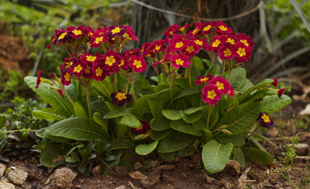 Small red flowers growing in a bunch in the garden