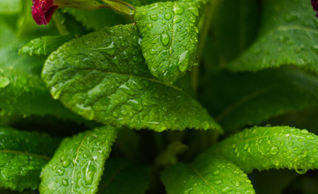 In the garden, raindrops sparkle on small flowers