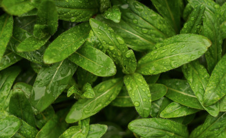 Raindrops shine on the densely packed small leaves.