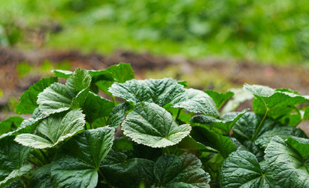 Field Large, densely grown leaves shine in the sun.
