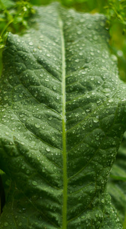 Among the grass, raindrops shine on the leavesの写真素材