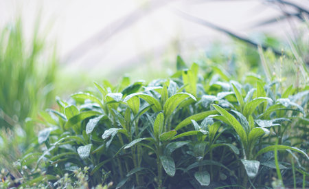 Raindrops shine on the small, dense leaves.の写真素材