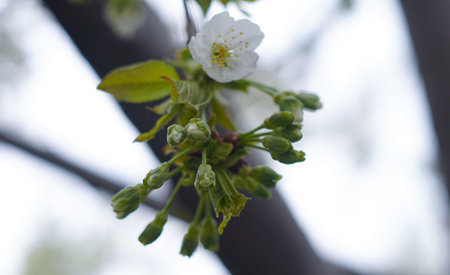 Unopened buds in the gardenの写真素材