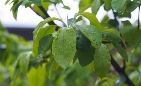 Raindrops sparkle on leavesの写真素材