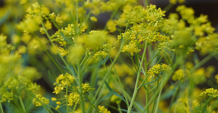 Densely spaced bokeh photo of small yellow flowersの写真素材