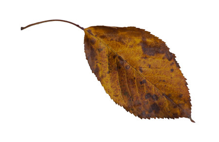 Yellow leaf veins are visible on a white background.の写真素材