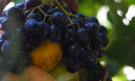 There are various summer fruits in a basket under the tree.の写真素材
