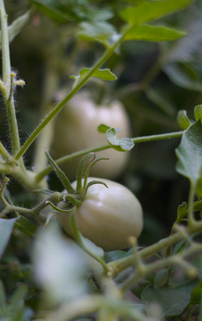 In nature, green tomatoes are visible through tomato leavesの写真素材