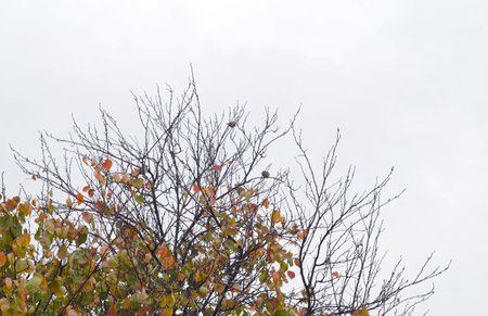 In autumn, birds sit on a tree with yellow leaves.の写真素材