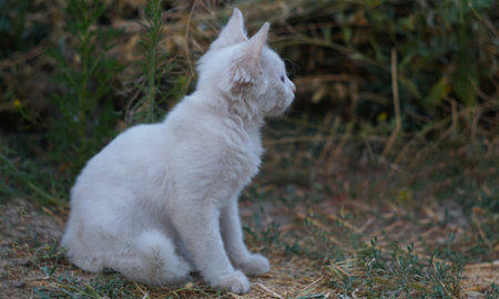 In the middle of the field, a white kitten sits among the grassの写真素材