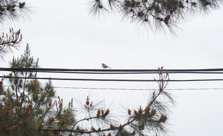 A sparrow sits on a wire behind the tree branches.の写真素材