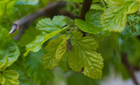 Insect landed on a mulberry leaf in the gardenの写真素材