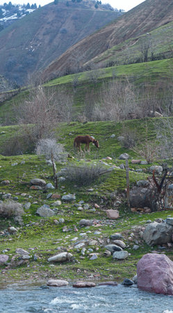 Horses graze in the garden at the foot of the mountain, green meadowsの写真素材