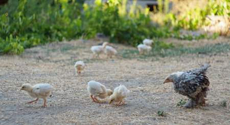 A hen and her chicks are picking grain from the ground and eating it.の写真素材