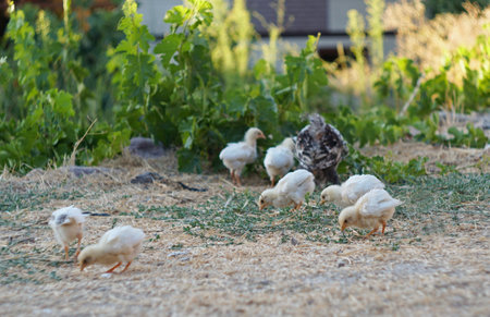 A hen and her chicks are picking grain from the ground and eating it.の写真素材