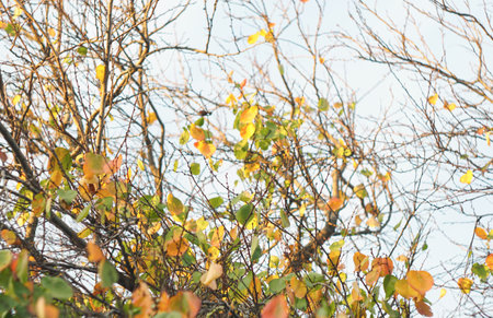 An apricot tree with yellow and red leaves shimmers in the sunlight.