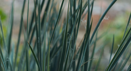 A tall needle-leafed plant covered the screenの写真素材