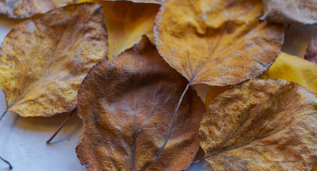 In autumn, yellow leaves covered the groundの写真素材