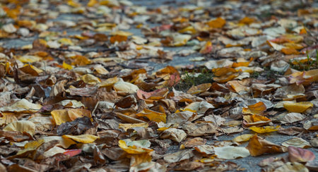 In autumn, yellow leaves covered the groundの写真素材