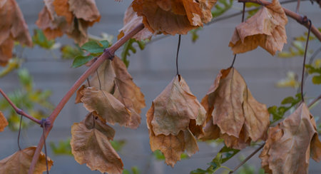 In autumn, yellow leaves hang on the vine.の写真素材