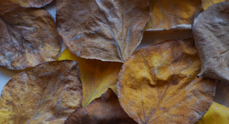 In autumn, yellow leaves covered the ground