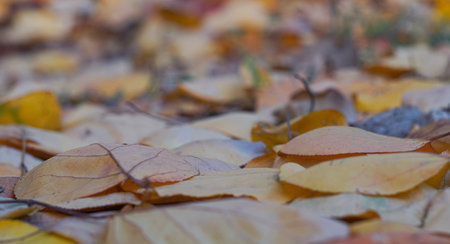 In autumn, yellow leaves of Tury covered the ground