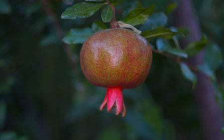 In the garden, pomegranates hang on a pomegranate branch.の写真素材