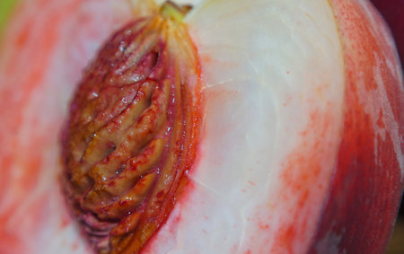 The seed inside a large red peach is visible.の写真素材