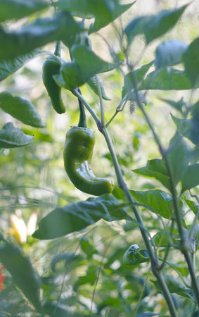 Small green peppers are visible among the grassの写真素材