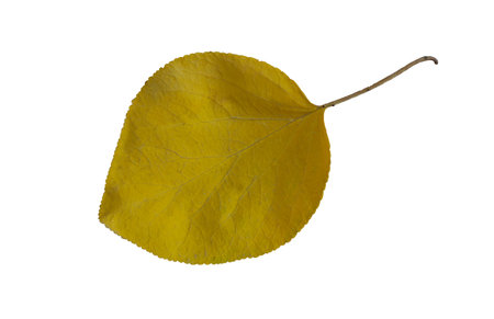 A large yellow tree leaf stands out against a white background.