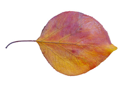 A large yellow tree leaf stands out against a white background.