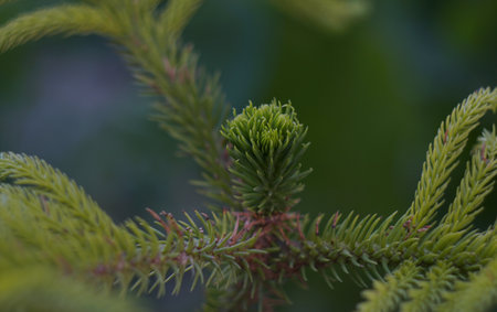 The growing spruce is sprouting new buds.