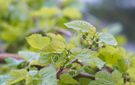 The mulberry tree in the garden has sprouted new shoots.