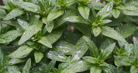 After the rain, water droplets are visible on the leaves of the plant.