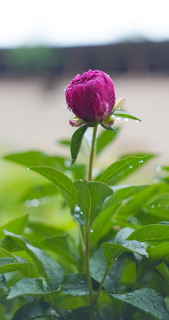 A drop of water glistens on a rose in the middle of the garden.の写真素材