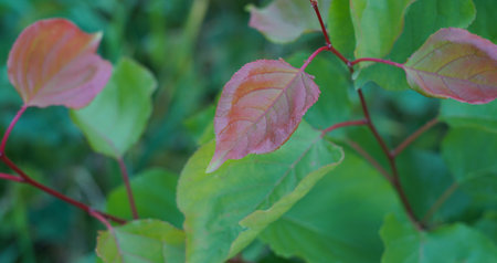 In autumn, the leaves of the tree turn yellow and red.の写真素材
