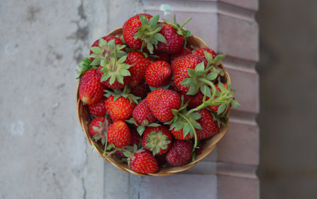 Strawberries are sitting in a basket in the middle of a strawberry patch.