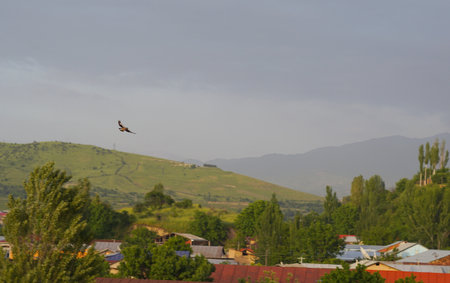 A large bird is flying above the houses.の写真素材