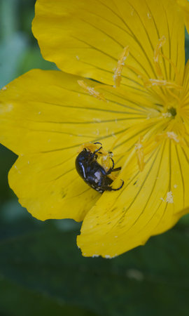 A black beetle is eating flower buds on a yellow flower.の写真素材