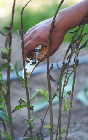 In the garden, a man cuts flower stems with scissors in his hand