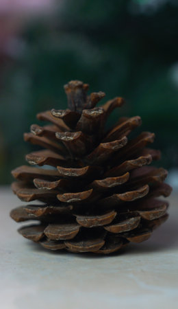 There are a row of fir nuts on the table