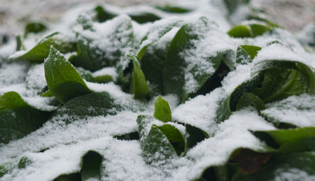 In winter, snow covers the grass.の写真素材