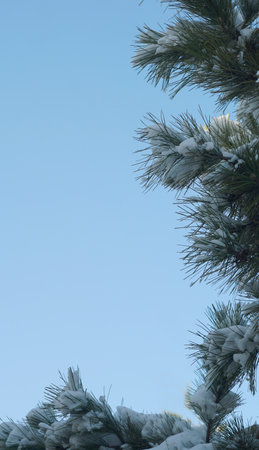 The spruce branch is covered with thick snow.