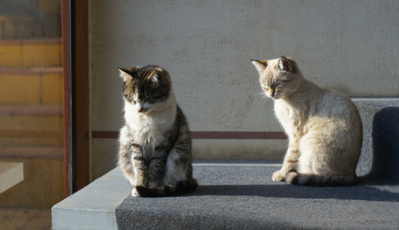 Two cats are basking in the sun by the window.の写真素材