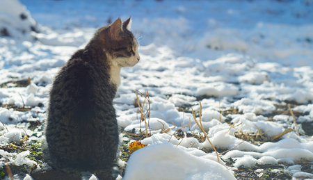 The gray cat sits in the snowの写真素材